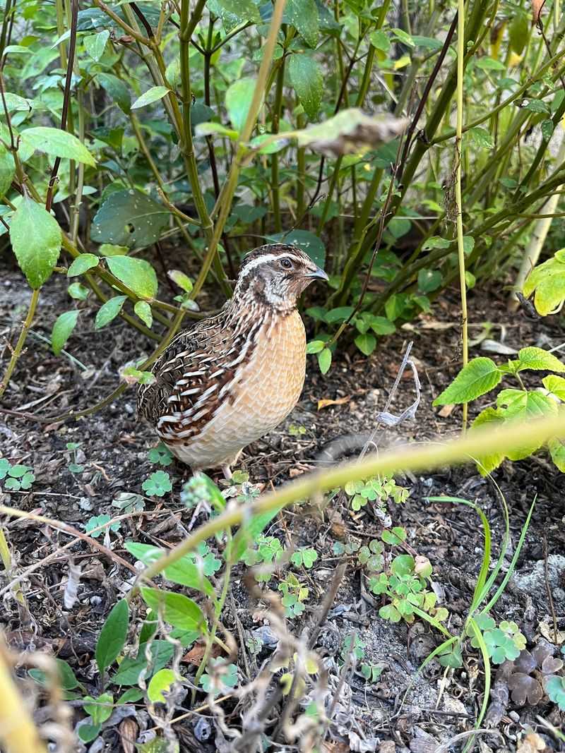 Quail's Diverse Diet