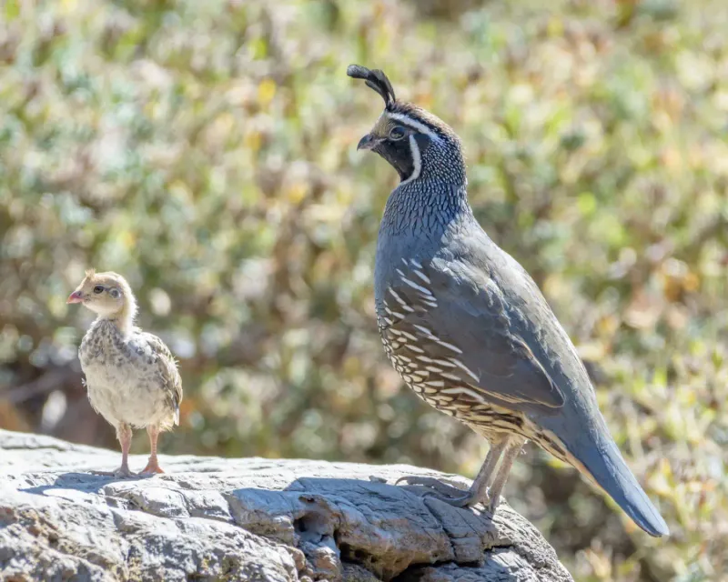 Quail's Quick Reproduction