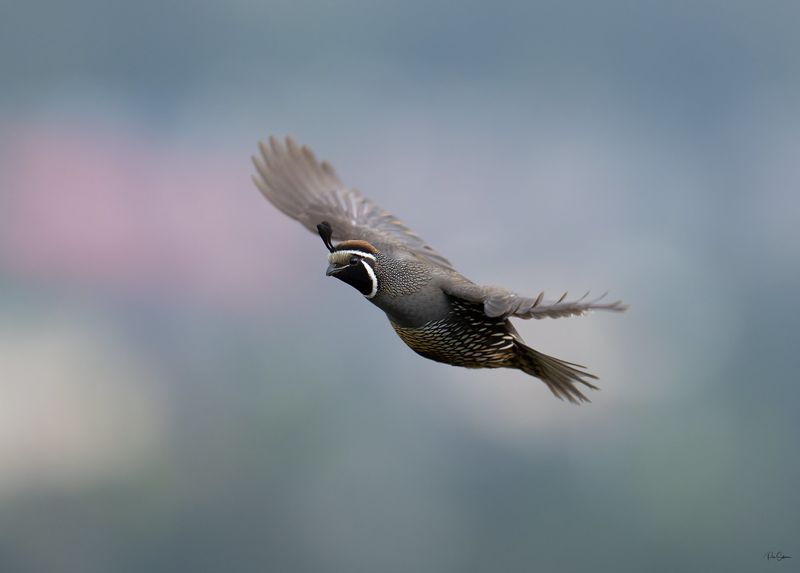 Quail's Fast Flight