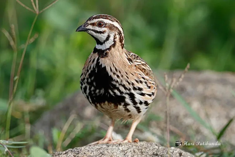 Quail's Unique Call