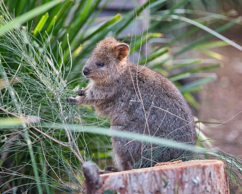 Quokka