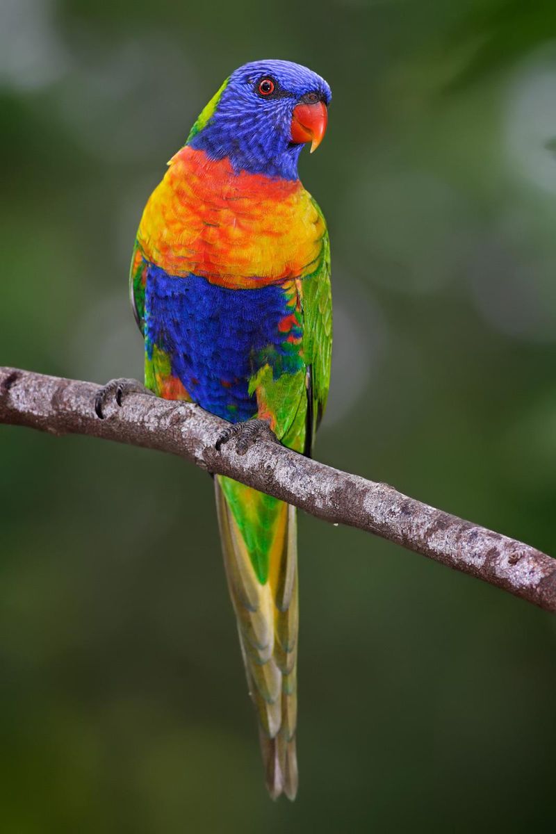 Rainbow Lorikeet