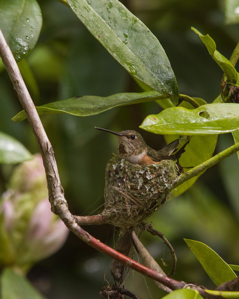 Rapid Nest Construction