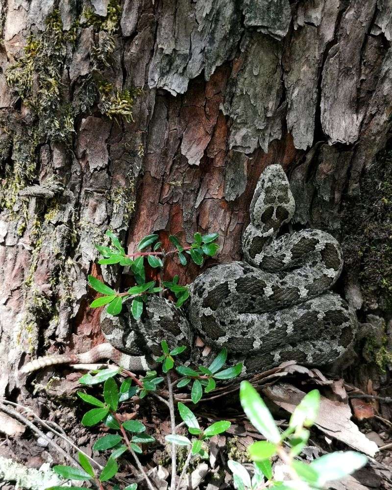 Rattlesnake Habitats