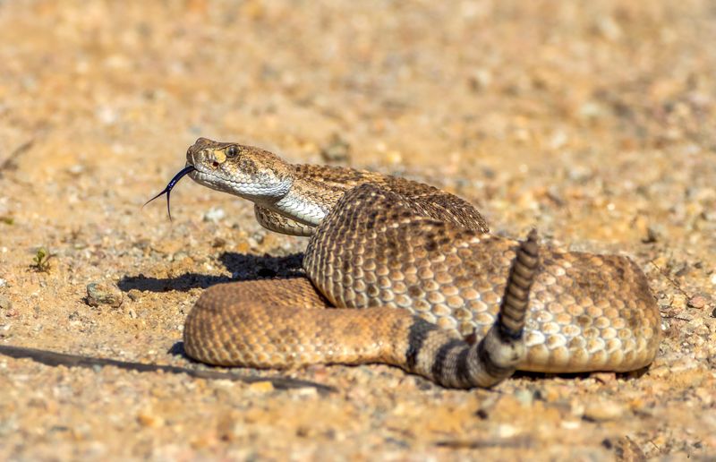 Rattlesnake Rattle