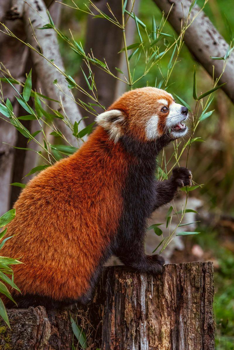 Red Panda