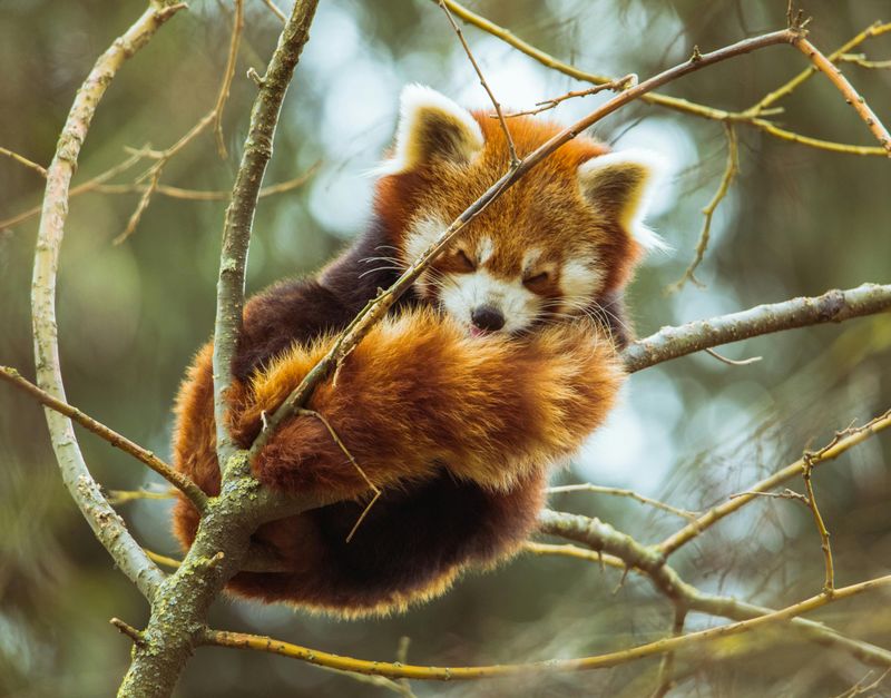 Red Panda