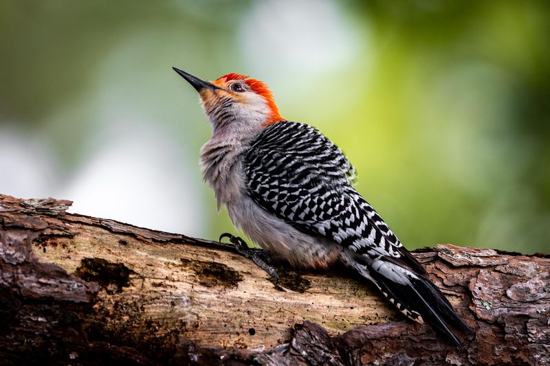 Red-bellied Woodpecker