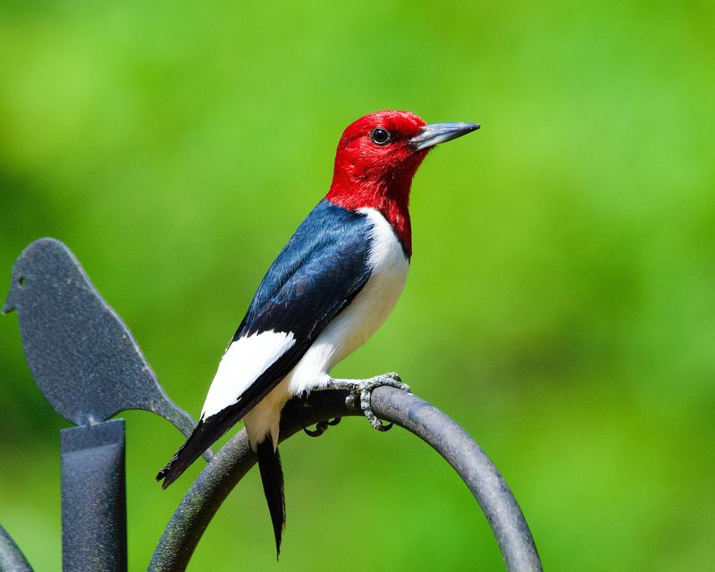 Red-headed Woodpecker