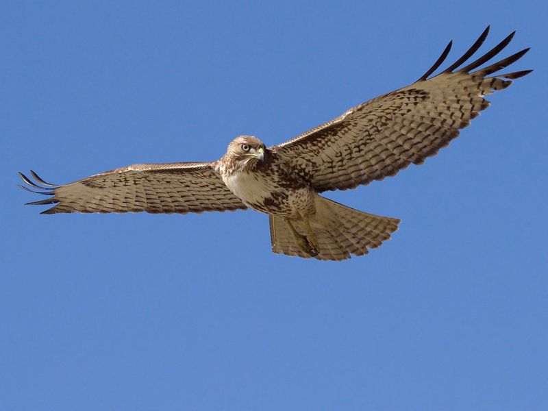 Red-tailed Hawk (Buteo jamaicensis)