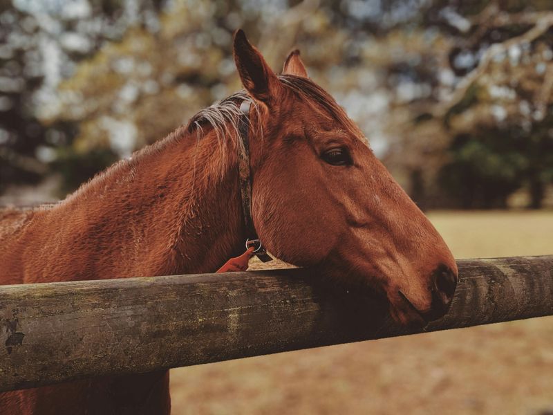 Relaxed Ears