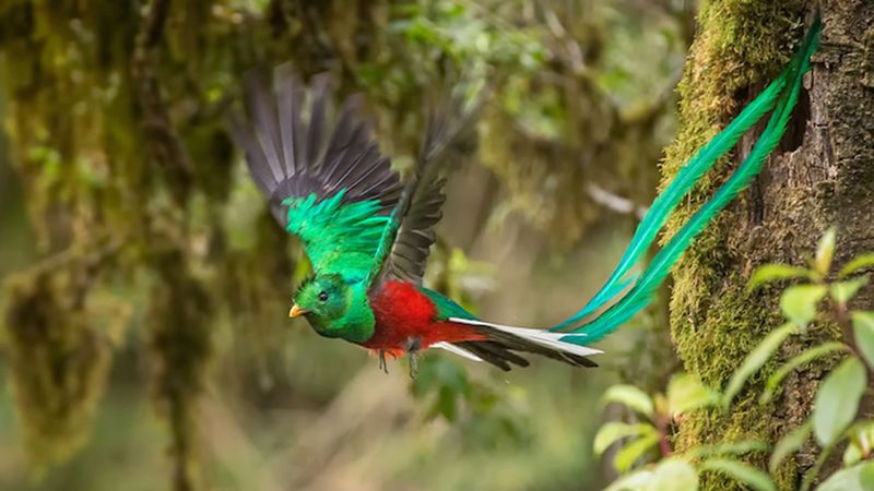 Resplendent Quetzal