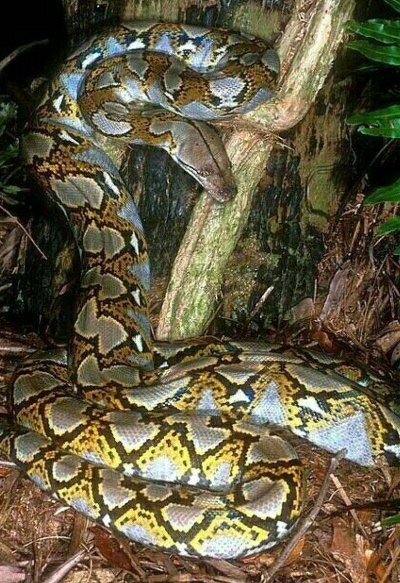 Reticulated Python