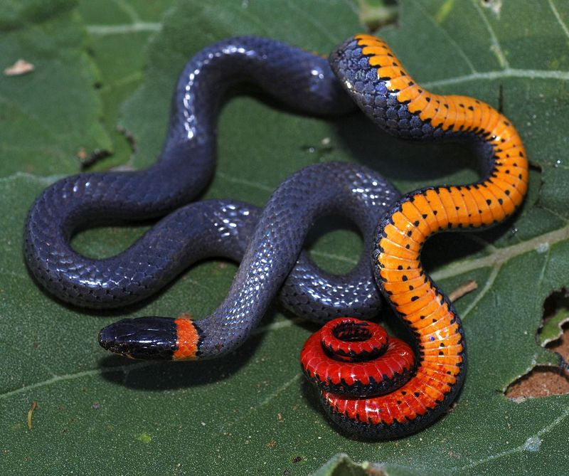 Ring-necked Snake