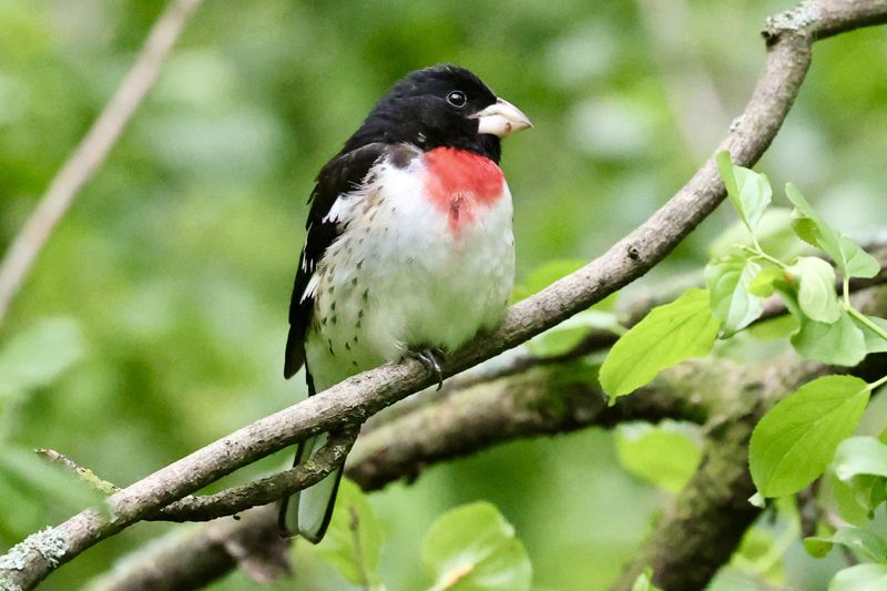 Rose-breasted Grosbeak