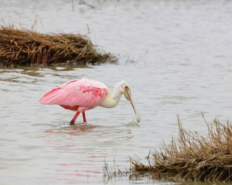 Roseate Spoonbill