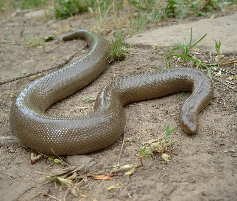 Rubber Boa