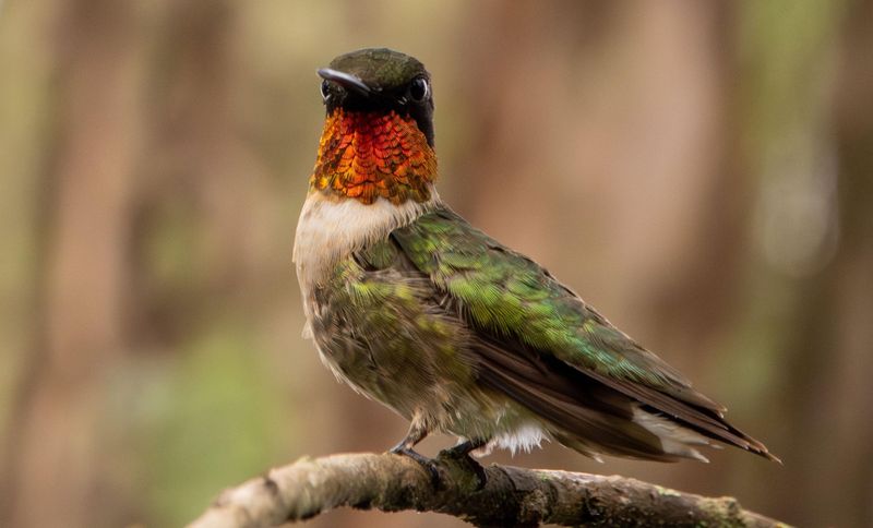 Ruby-throated Hummingbird