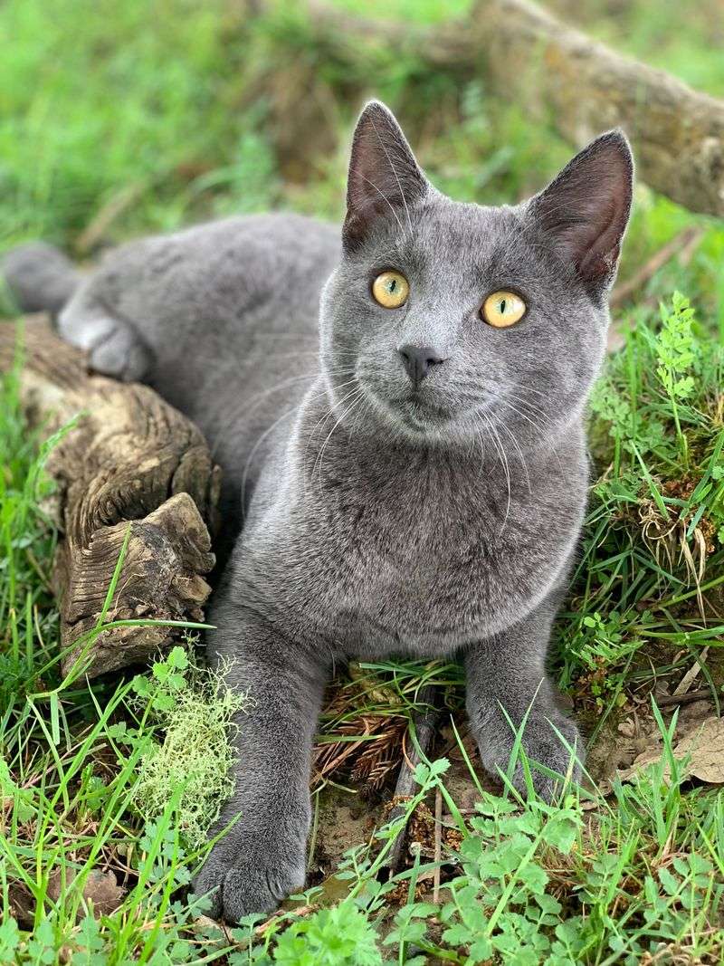 Russian Blue