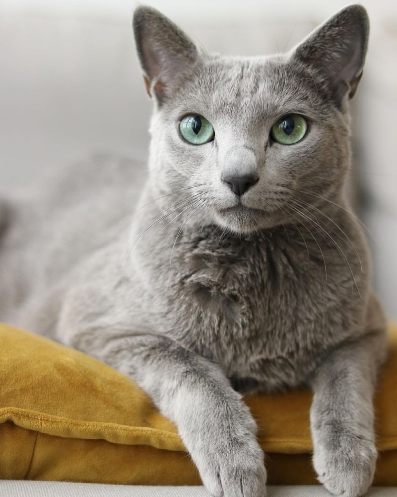 Russian Blue