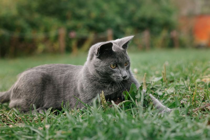 Russian Blue