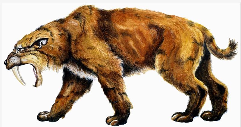 Saber-Toothed Cat