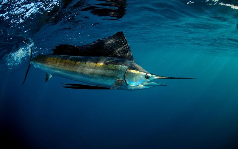 Sailfish