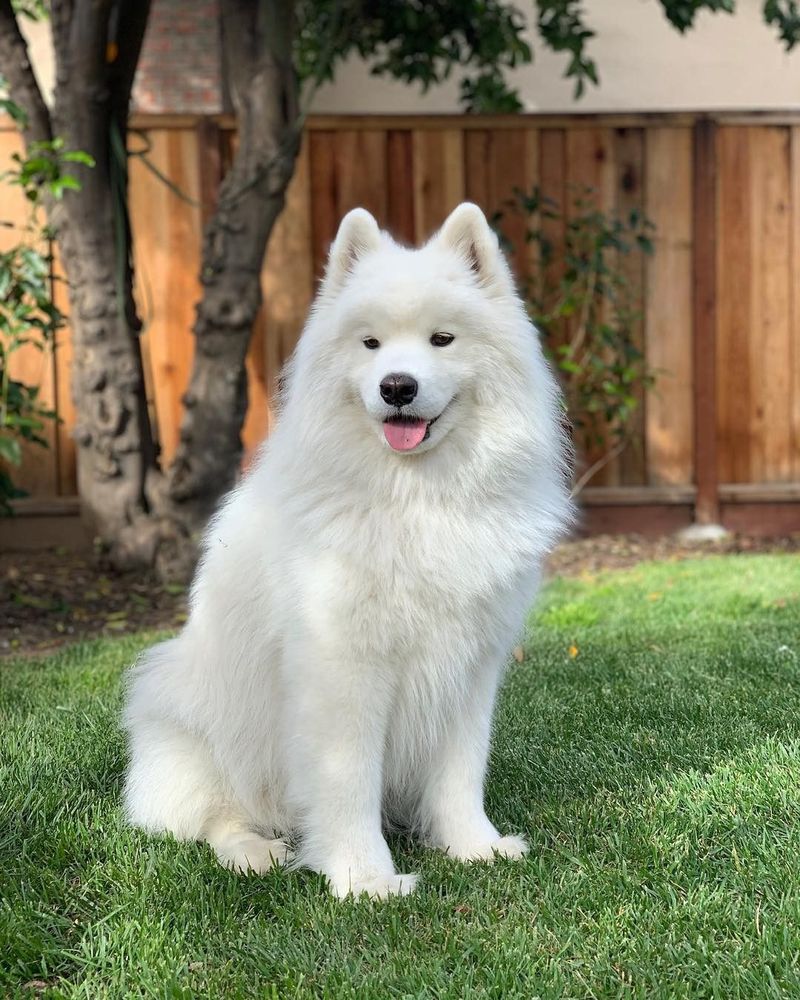 Samoyed