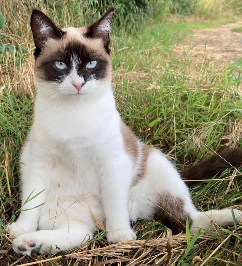 Sapphire Gaze