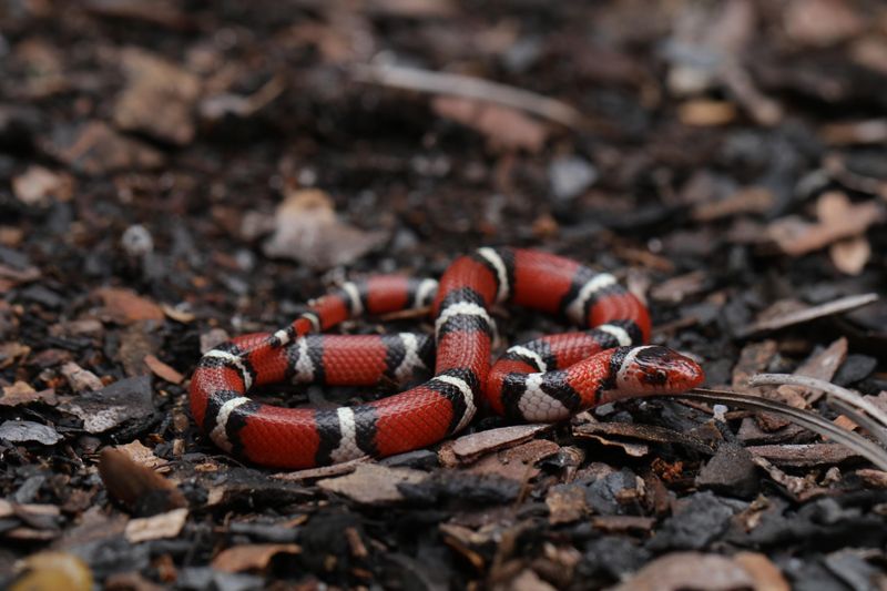 Scarlet Kingsnake