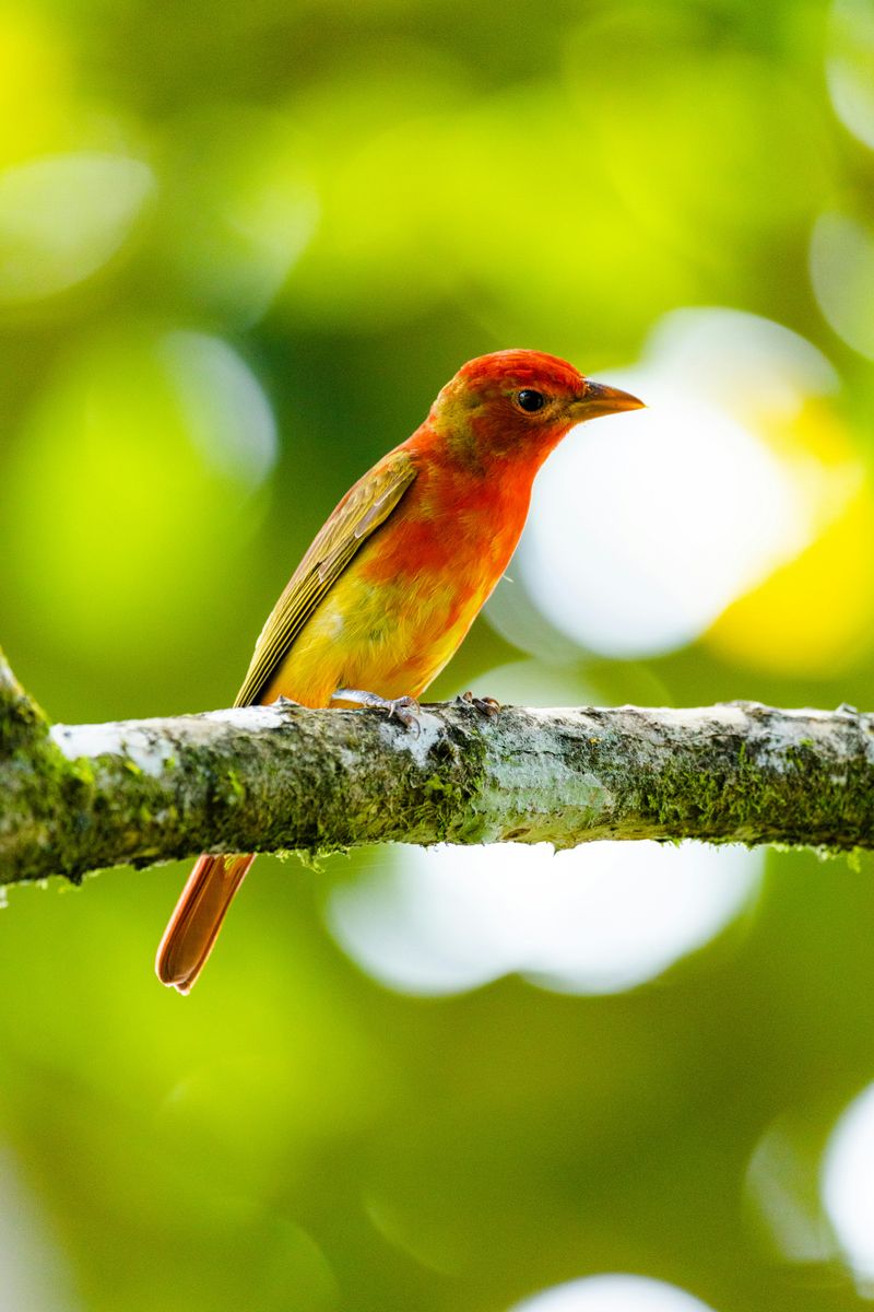 Scarlet Tanager