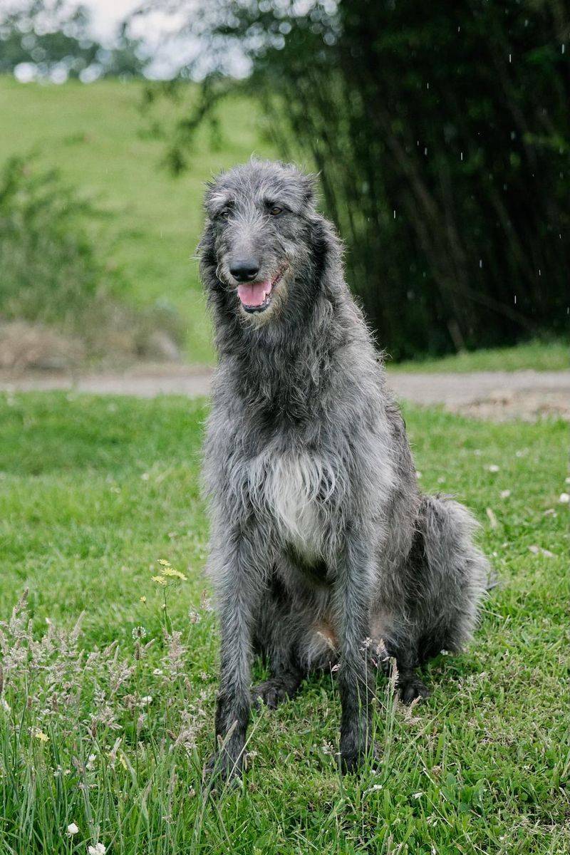 Scottish Deerhound