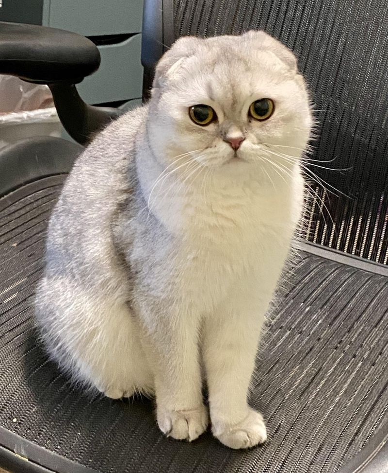 Scottish Fold