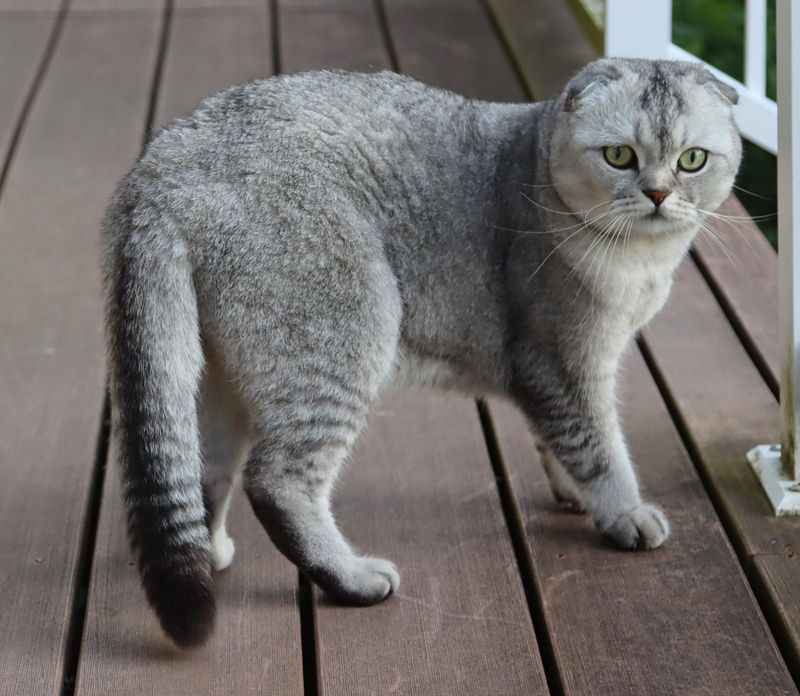 Scottish Fold