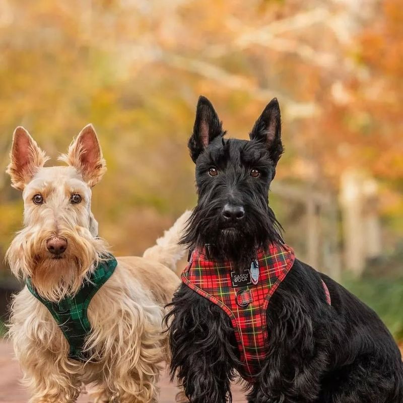 Scottish Terrier