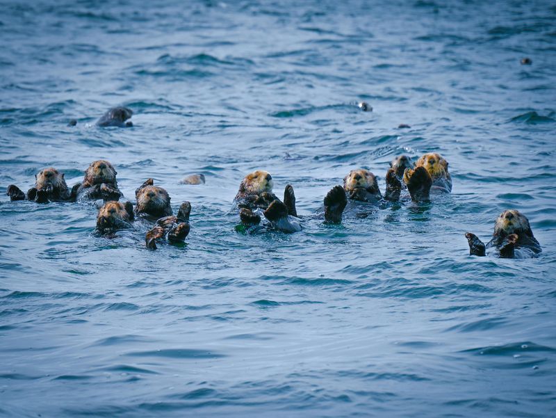 Sea Otters