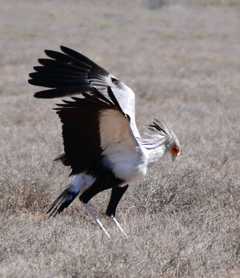 Secretary Bird (Sagittarius serpentarius)