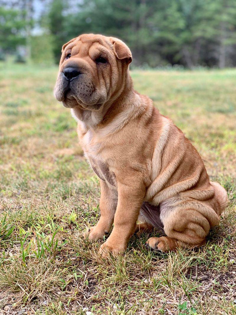 Shar Pei