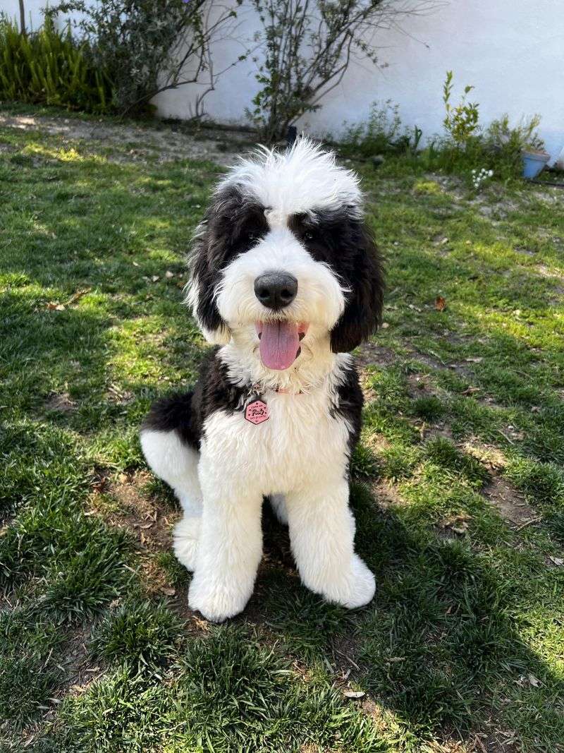 Sheepadoodle