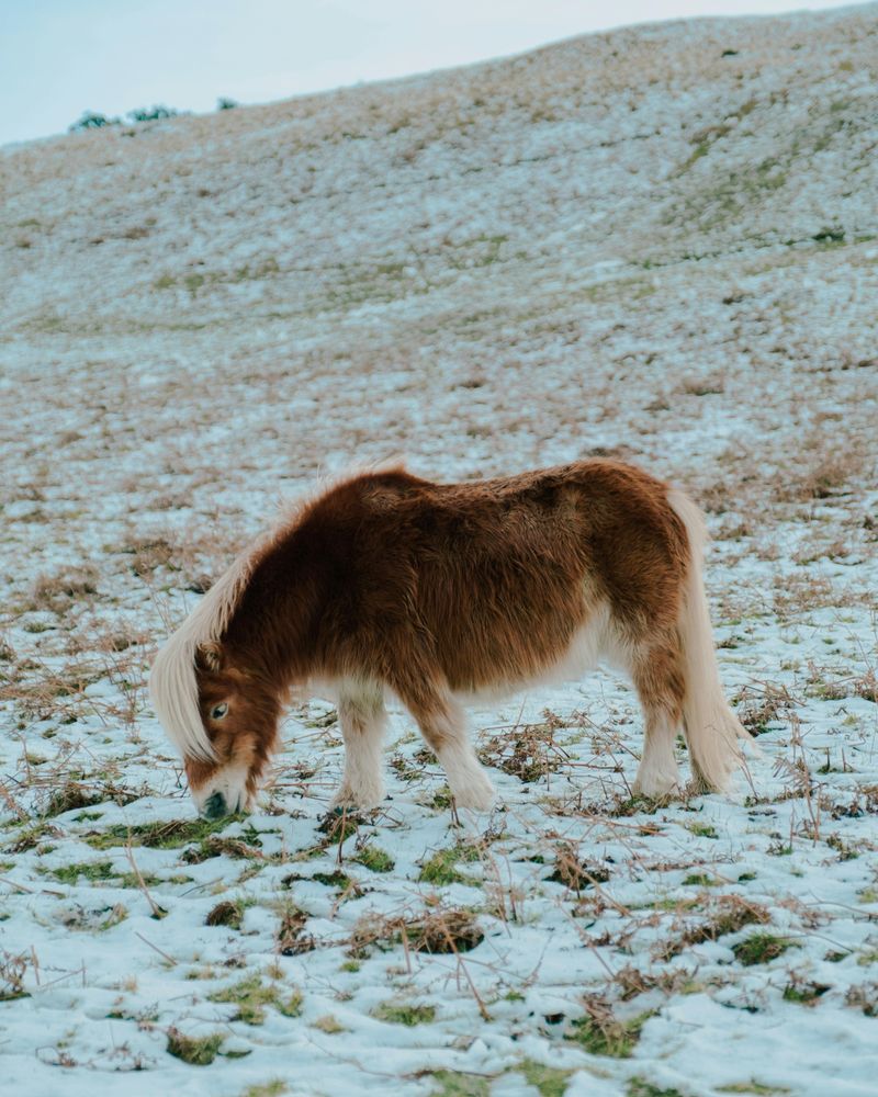 Shetland Pony