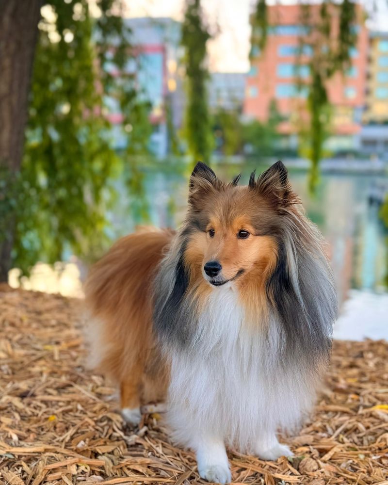 Shetland Sheepdog