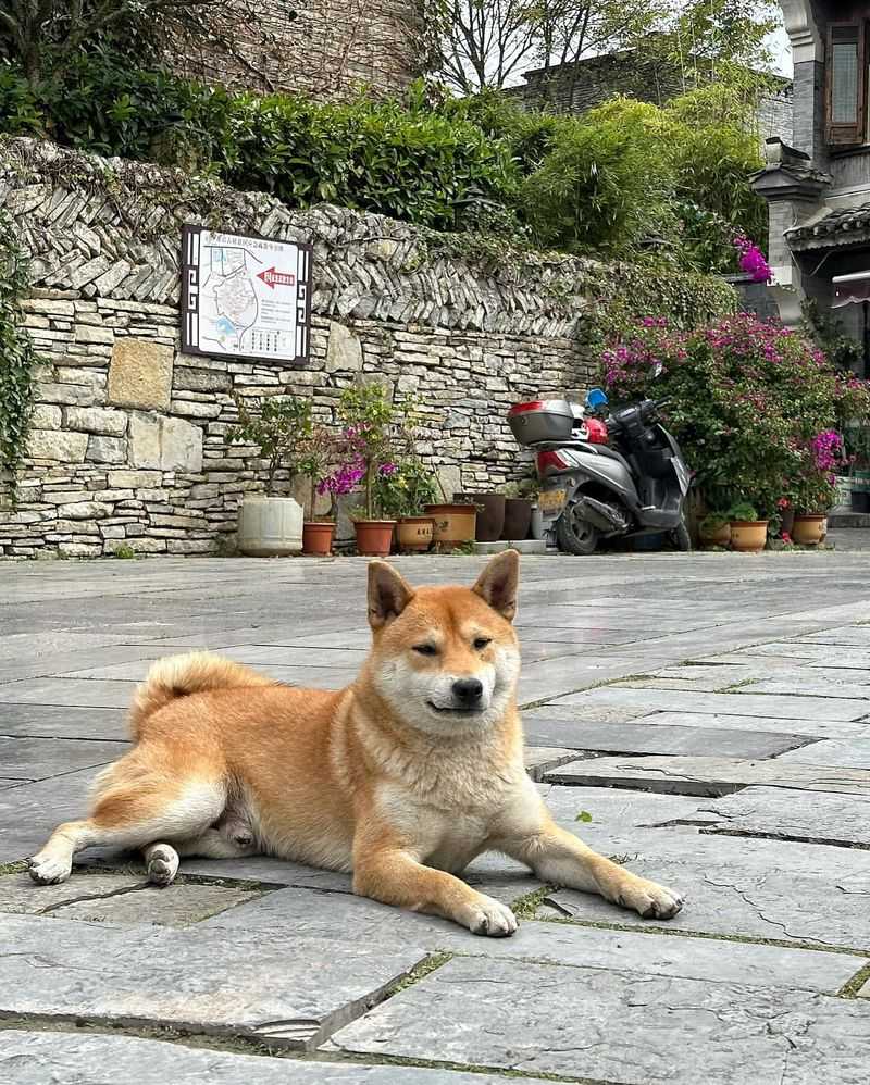 Shiba Inu