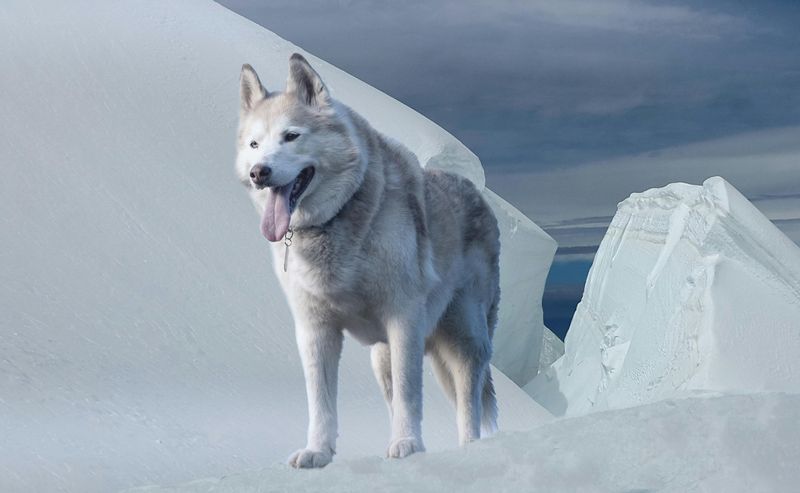 Siberian Husky