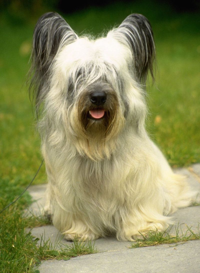 Skye Terrier