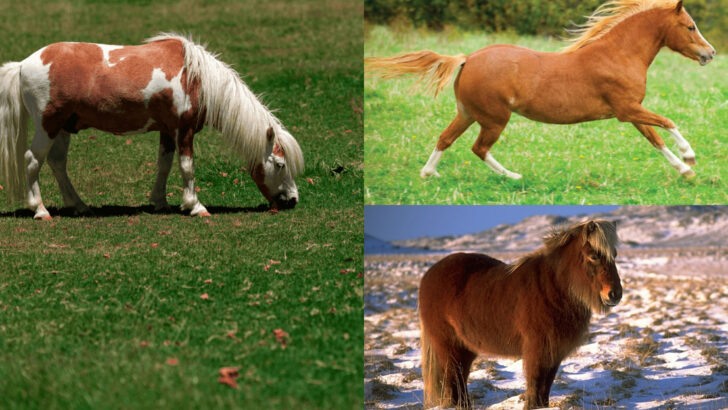 Small Horse Breeds From Around the World That Are Absolutely Irresistible