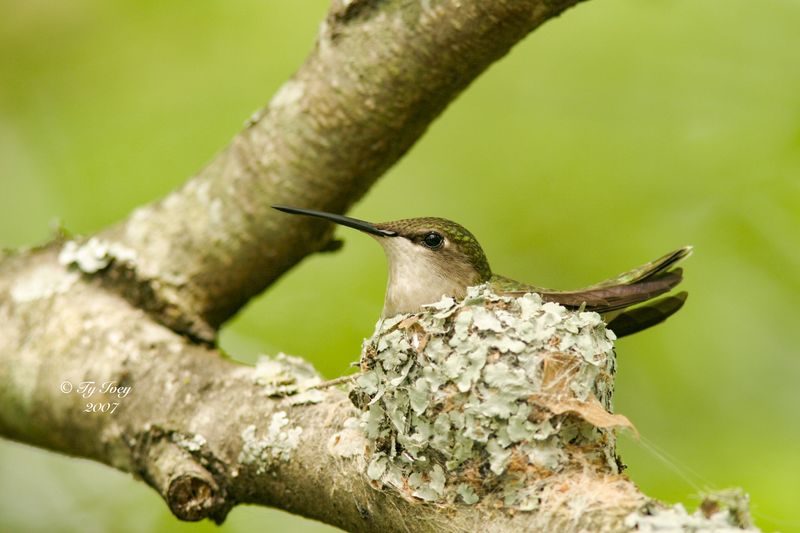 Smallest Nests in the Bird World