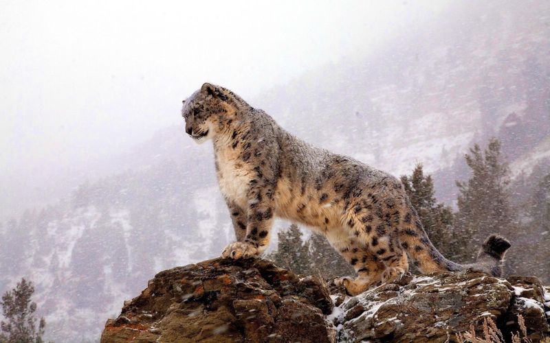 Snow Leopard