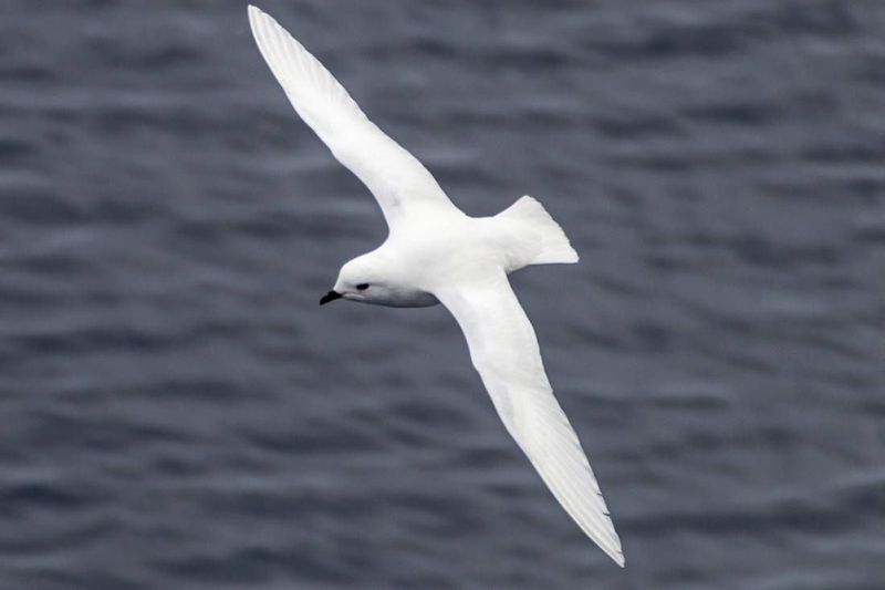 Snow Petrel