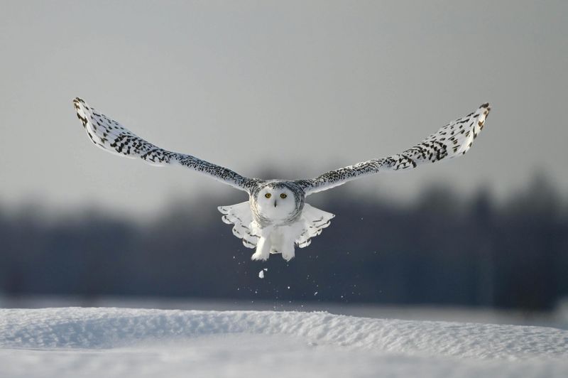 Snowy Owl