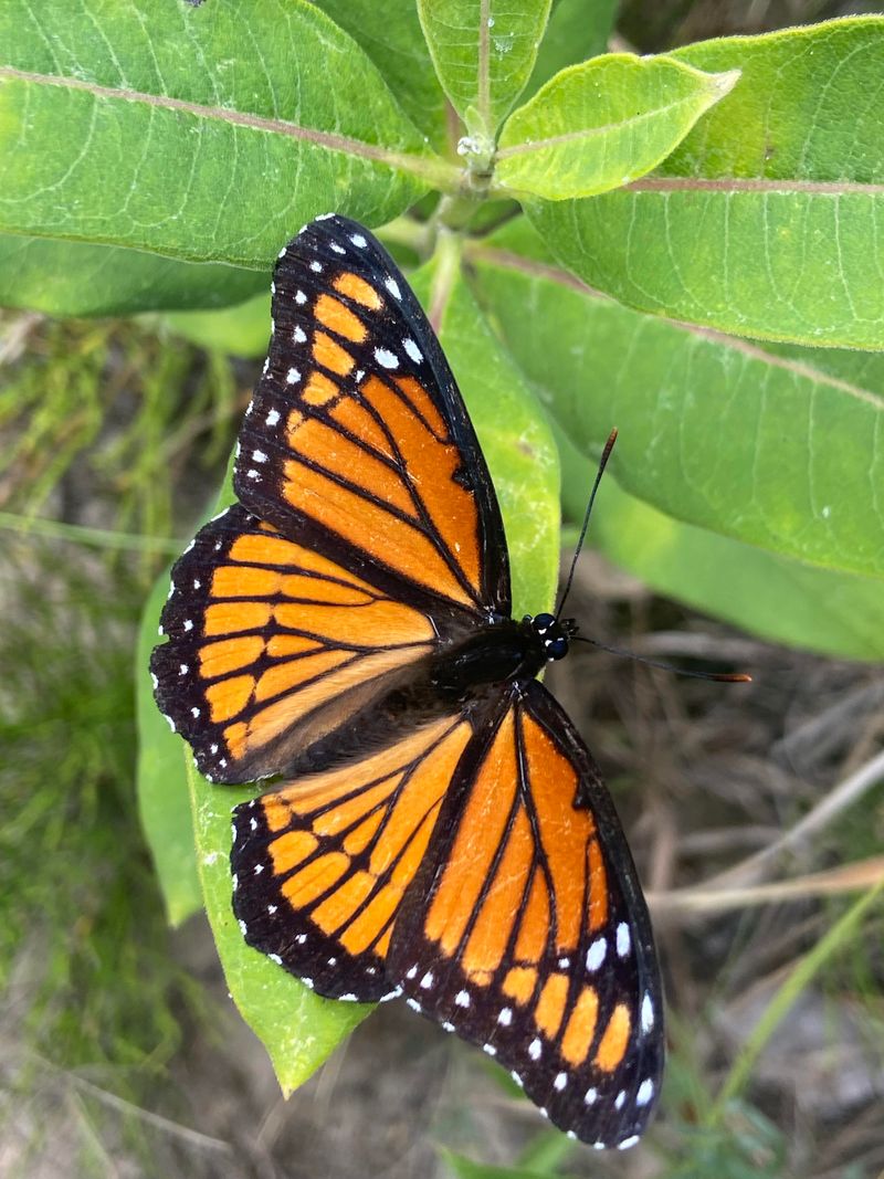 Soldier Butterfly